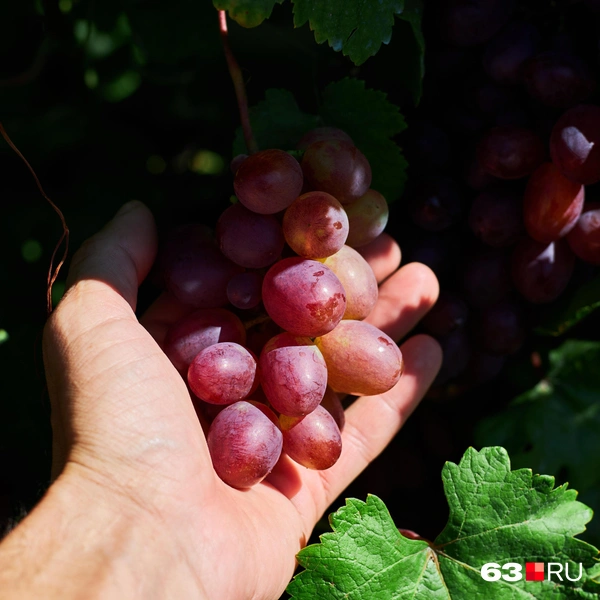 Источник: Роман Данилкин / 63.RU