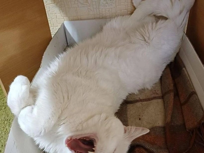 По счастливому виду видно, что коту нравится его лежак, сделанный из коробки и пледов. | Источник: читательница НГС Мария