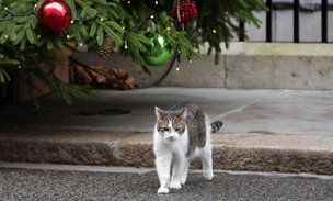 Главный политический долгожитель Великобритании: посмотрите на почтенного кота Ларри, который готовится встретить свое 18-е Рождество