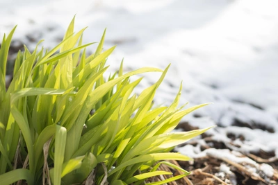 Синоптики сообщили о погоде на Сагаалган в Забайкалье
