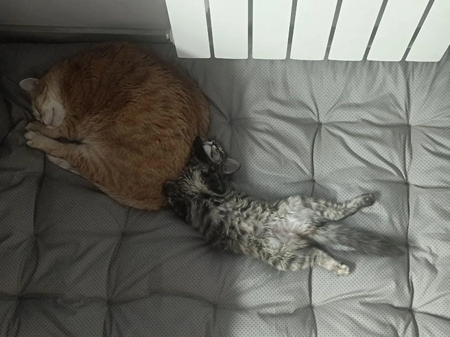 Малыши устроились на сладкий сон возле нагревательного элемента. | Источник: читательница НГС Наталья