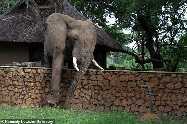 Проворный слон ловко перелез через забор ради фруктов (видео)