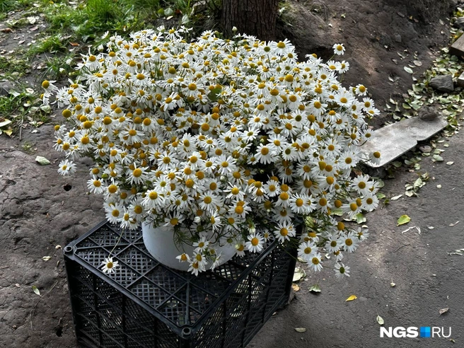 Букет ромашек обойдется в 400 рублей | Источник: Павел Пешков / NGS.RU