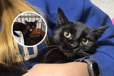 Котенку с завода ищут дом в Новосибирске