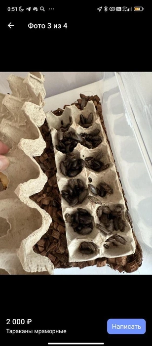 Как вам цены на тараканов?  | Источник: yakutsk_newss / T.me
