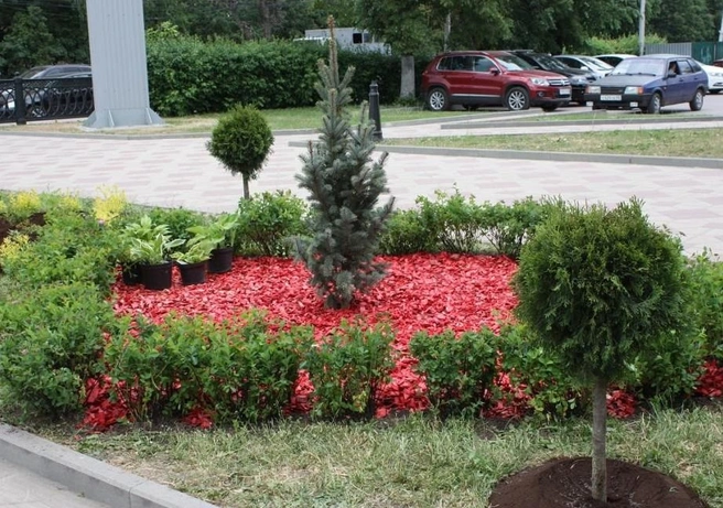В сквере на площади Ленина посадили барбарис | ya62.ru