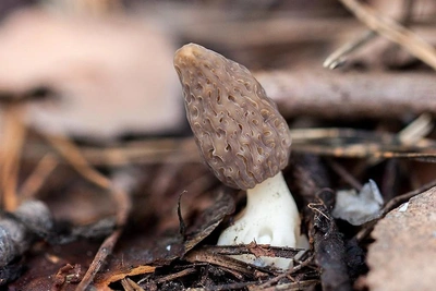 Холод задержал рост весенних грибов в Новосибирской области