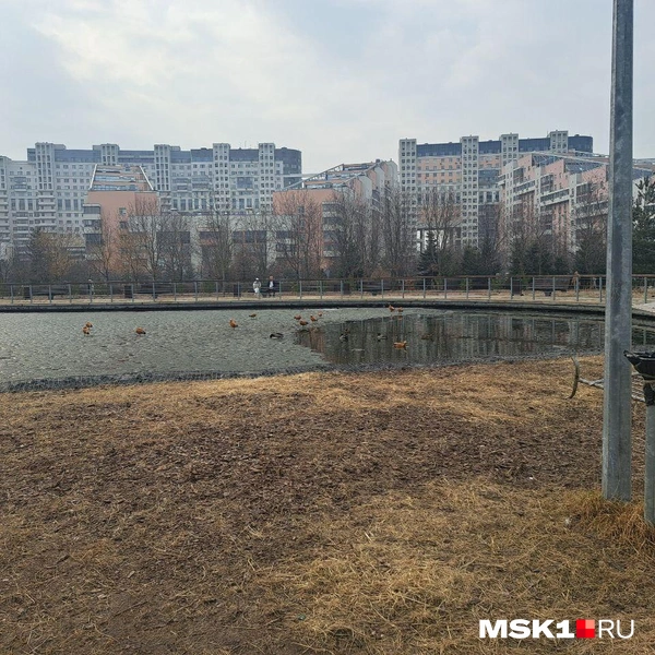 В пруду плавают утки | Источник: Арина Майорова / MSK1.RU