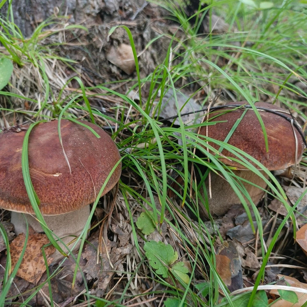 Это тоже Каслинский район | Источник: Грибы Челябинской области / Vk.com