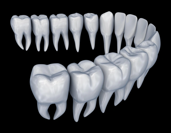 Какие зубы обладают мудростью?