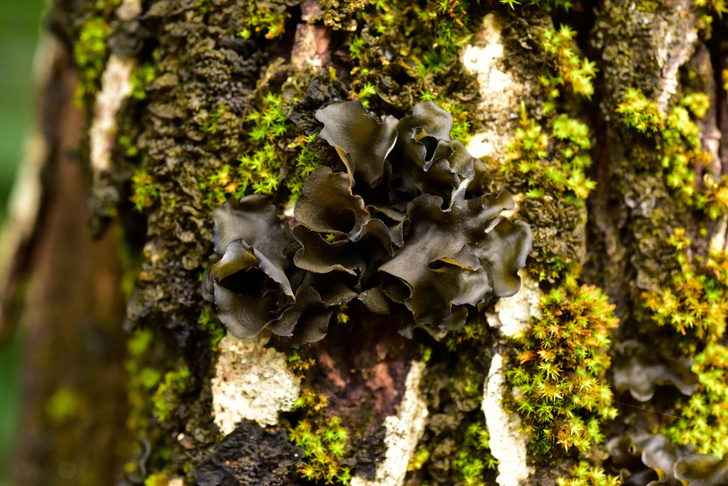 Ускользающая красота: как из симбиоза грибов и водорослей рождаются лишайники