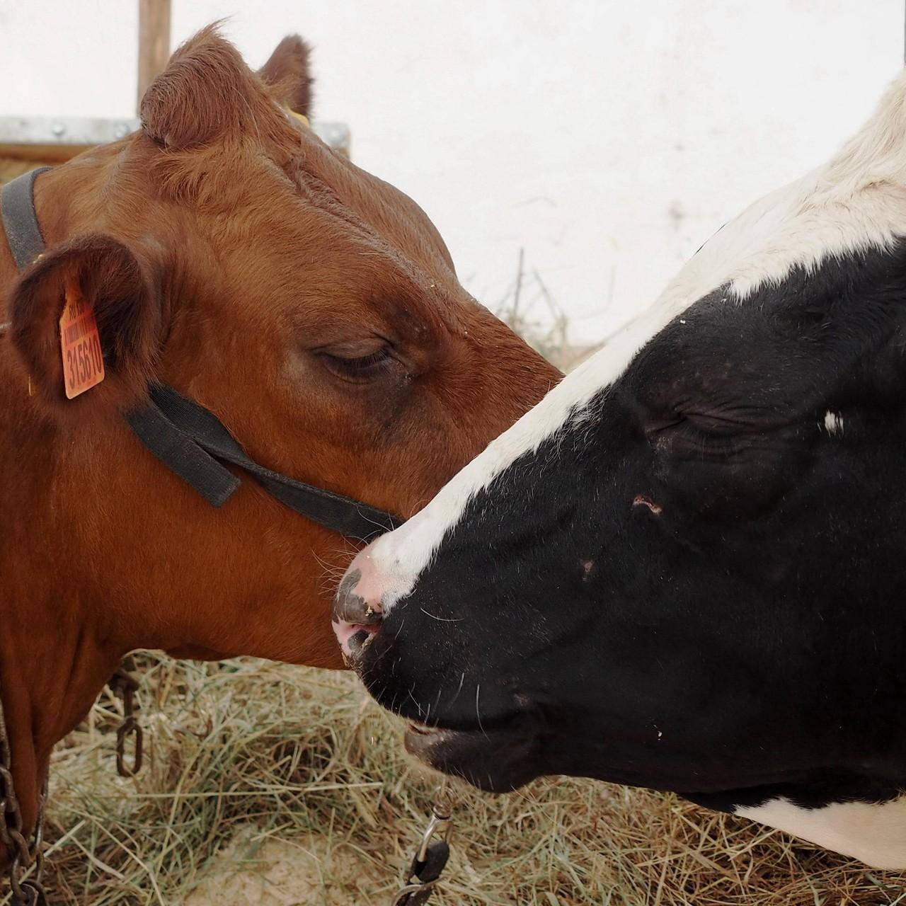 Истребление скота по всей России: что такое пастереллез и почему фермеры теряют тысячи животных