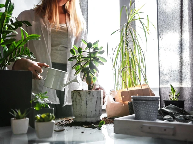 Идеальное комнатное растение: какой цветок вам подойдет, если у вас все погибает