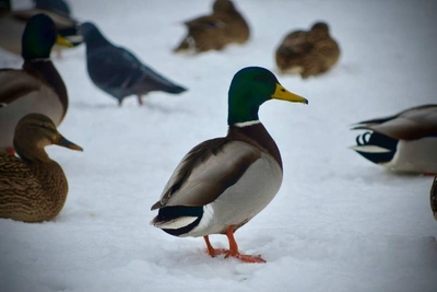Volgograd amateur photographer documents duck life in Sem Vetrov Park
