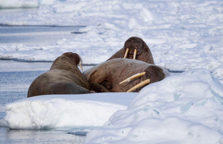 Морж (Odobenus rosmarus) — единственный вид семейства моржовых отряда ластоногих. Длина тела — до 5 м, вес — 700–1500 кг. Чрезвычайно развиты верхние клыки, используемые для выкапывания из дна моллюсков (основной корм), взбирания на льдины и скалы и в качестве оружия. Обитает по побережьям арктических морей | Источник: Joe Austin Photography / Alamy via Legion Media