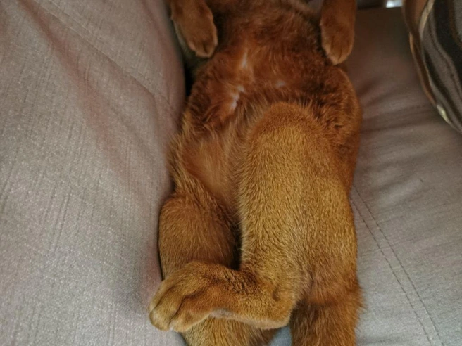 Рыжий кот находит уют на комфортном диване. | Источник: читательница НГС Надежда