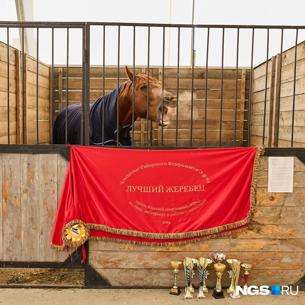 Лучший жеребец громко напоминал, что он здесь лучший | Источник: Александр Ощепков / NGS.RU