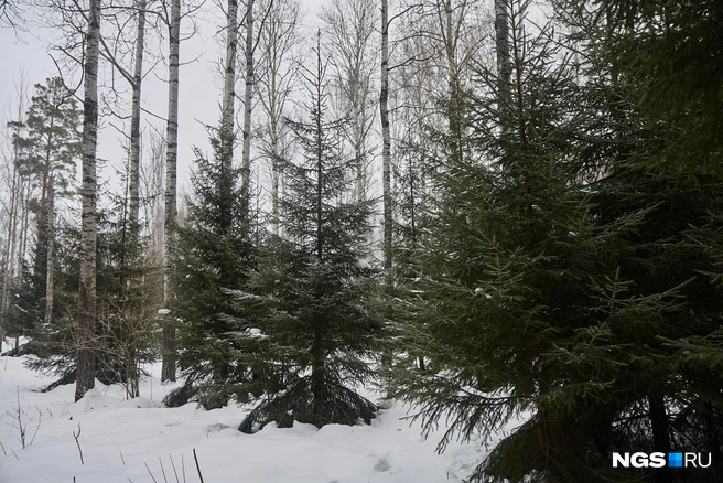 Лес от этих заготовок не страдает, а наоборот&nbsp;— санитарные рубки помогают оздоровить насаждения | Источник: Александр Ощепков / NGS.RU