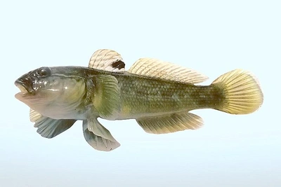 Из-за перегрева воды в Азовском море разрешили массовый вылов бычков