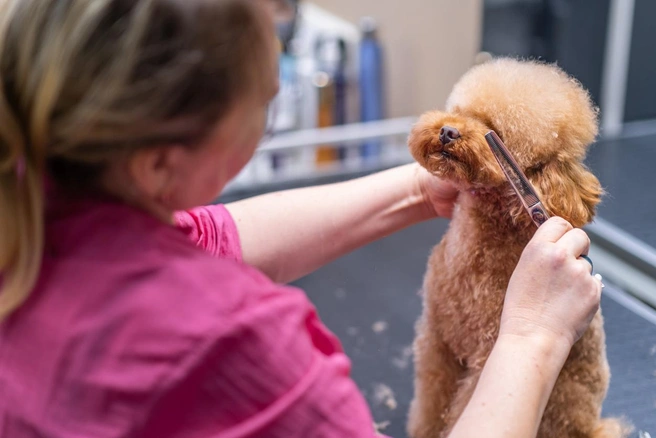 Кто лучше заботится о хвостатых петербуржцах: выбираем «Сервис года для животных» | Источник: iStock.com/Olga Demina