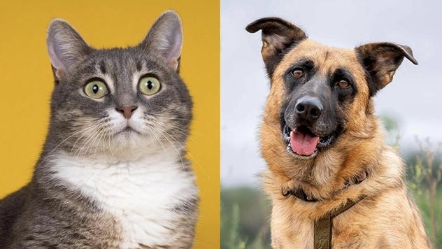 Котопёс недели: возьмите из приюта ласковую зеленоглазку Фиону или дружного коротколапика Коржика