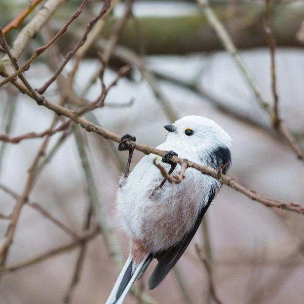 Источник: Станислав Крутоверцев / «Каждой твари по паре» 