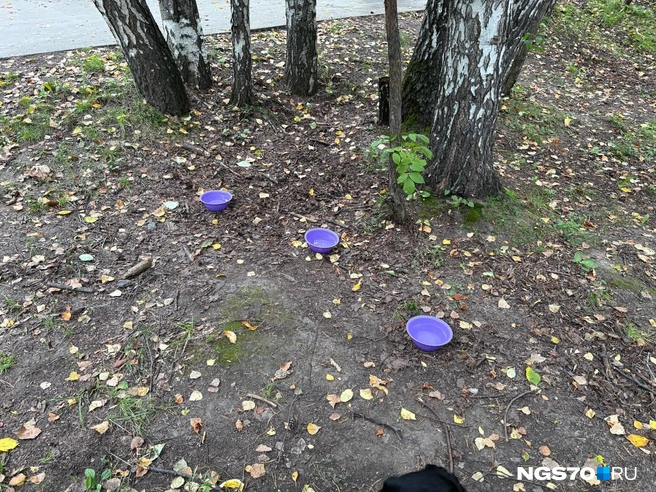 Миски с водой для собак  | Источник: Мария Лобанова / NGS70.RU 