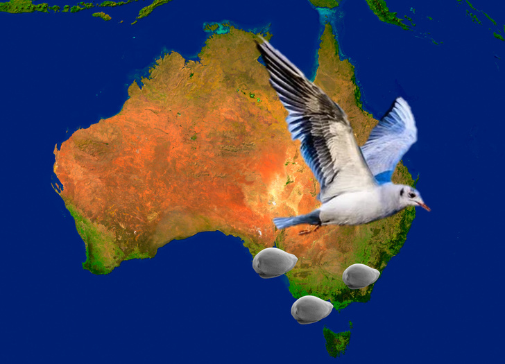 Крошечные рачки пролетели полмира и обосновались в Австралии