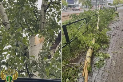 На подростка в Благовещенске упало дерево, ребенок в больнице