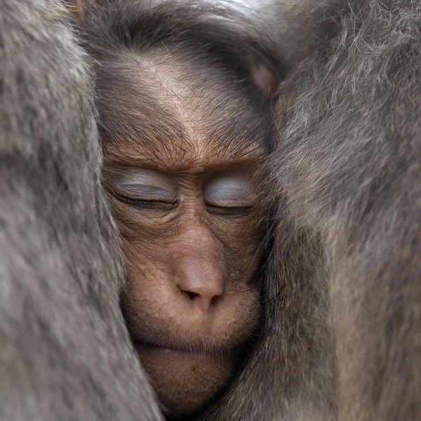 «А у меня кровать со всех сторон!» | Источник: Sitara Karthikeyan / Nature Photographer of the Year 2018