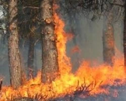 За выходные в Красноярском крае потушили 57 лесных пожаров | ngs24.ru