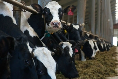 В Ивановской области выросло производство молока, мяса и яиц