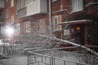 Шторм в Воронеже: более 40 заявок на падение деревьев