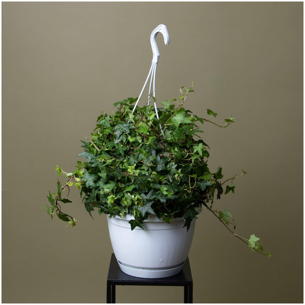 Если ваш подоконник ломится от комнатных растений, обратите внимание на подвесные горшки и корзины — это отличное решение для небольшого пространства