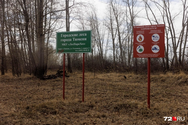 Рядом есть настоящий парк. Он ничем не отличается от «ненастоящего» | Источник: Ирина Шарова / 72.RU