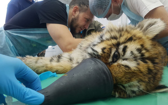 В природе жить не сможет: как раненная амурская тигрица переехала из Приморья в Подмосковье