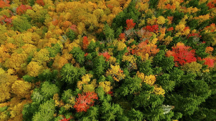 Почему осенью листья желтеют и опадают даже там, где не бывает снега ...