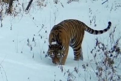 В Приамурье не планируют завозить тигров