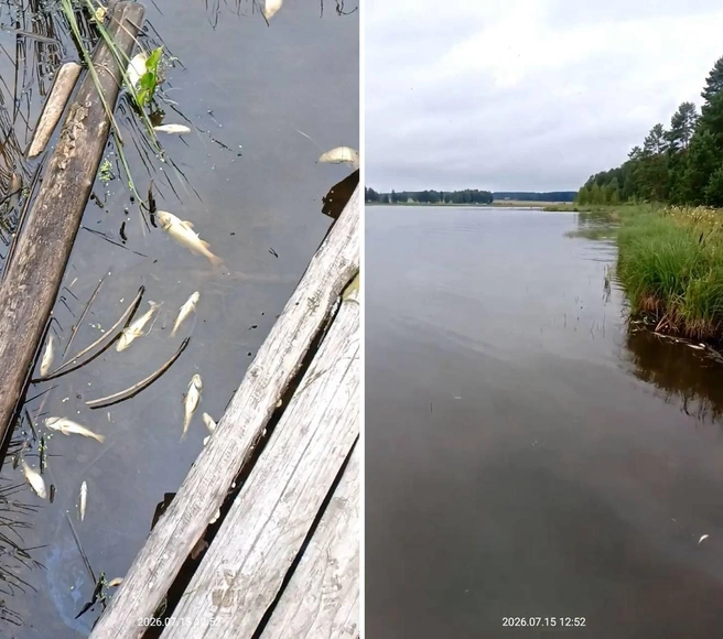В водохранилище дохнет рыба, а вода из-под крана стала вонять | Источник: vsalde.ru