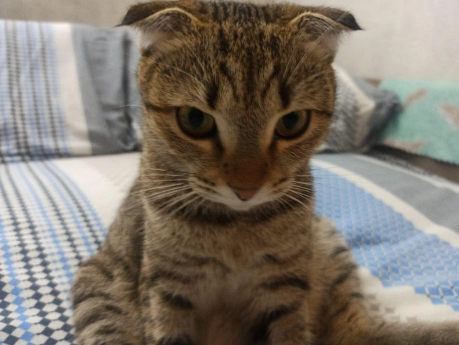 Посмотрите на эти ушки! | Источник: читатель 63.RU