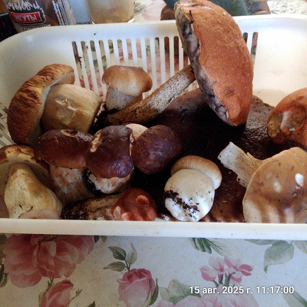 Источник: Грибы и Грибники СПб / ВКонтакте