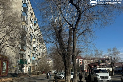 В Благовещенске готовят площадки для новых саженцев