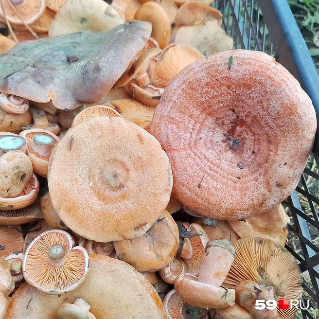 Красавцы как на подбор | Источник: Нюта, читатель 59.RU