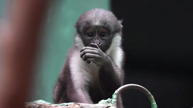 В Московском зоопарке родился детеныш краснокнижной мартышки дианы | Источник: Московский зоопарк