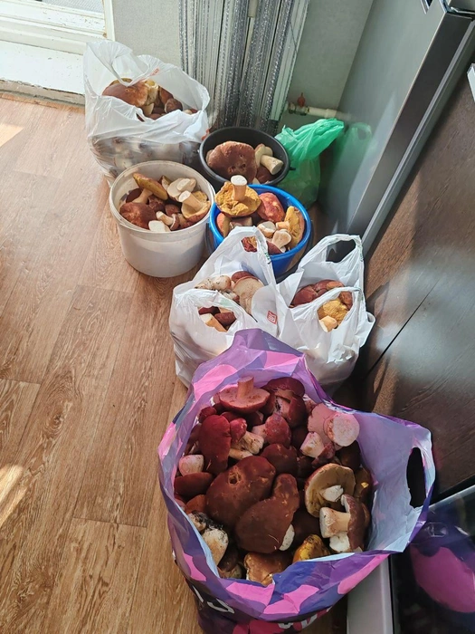 Выйти из леса с пустыми руками почти невозможно  | Источник: Грибной воин ХМАО / T.me