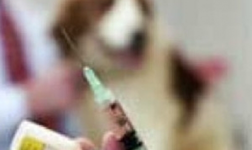 Прививки против бешенства домашних животных будут делать бесплатно