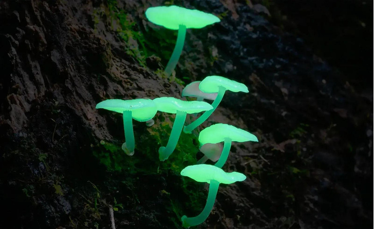 Бьорк озвучила научный 3D-фильм о грибах