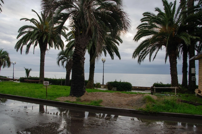 Абхазская зима: все признаки декабря на календаре и ни одного в пейзаже. Пальмы стоят как ни в чем не бывало | Источник: Оксана Витяpь / SOCHI1.RU