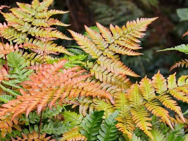Щитовник красносорусовый Autumn отличается эффектным медным окрасом | Источник: садовый центр «Исаковский»