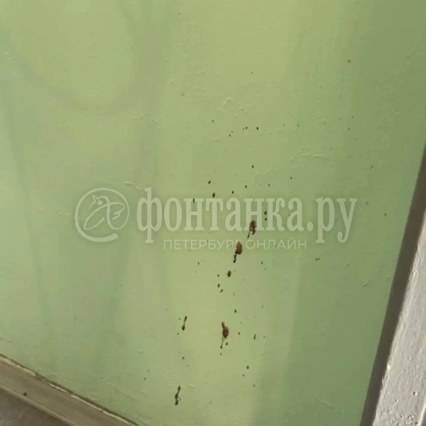 Источник: читательница «Фонтанки» Анна